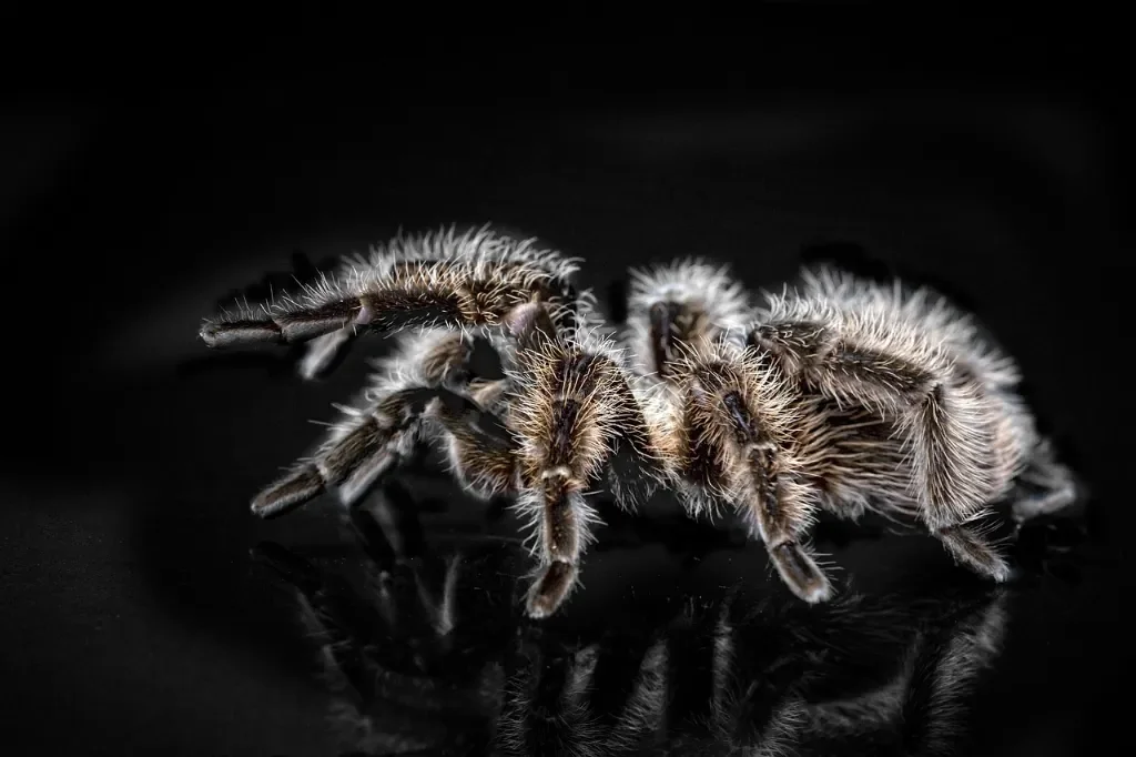 Sklep terrarystyczny Spiders Laboratory